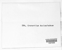 Cronartium flaccidum image